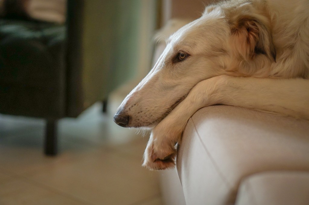Borzoi