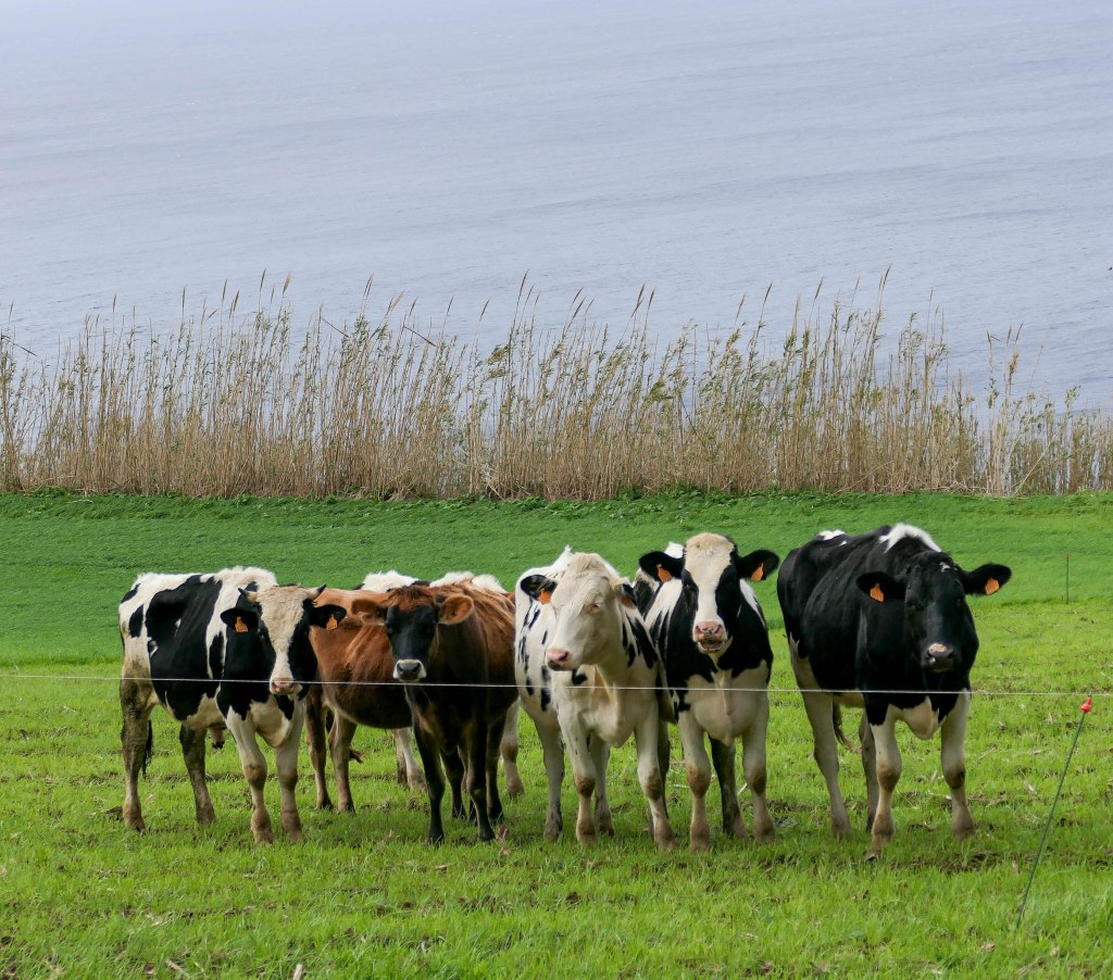 A beleza e o silêncio de São Miguel,&nbsp;Açores