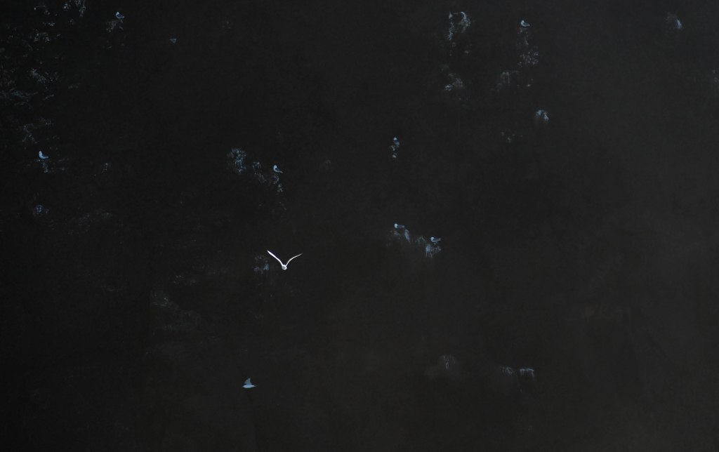 Gaivota a voar em um fundo preto de pedras