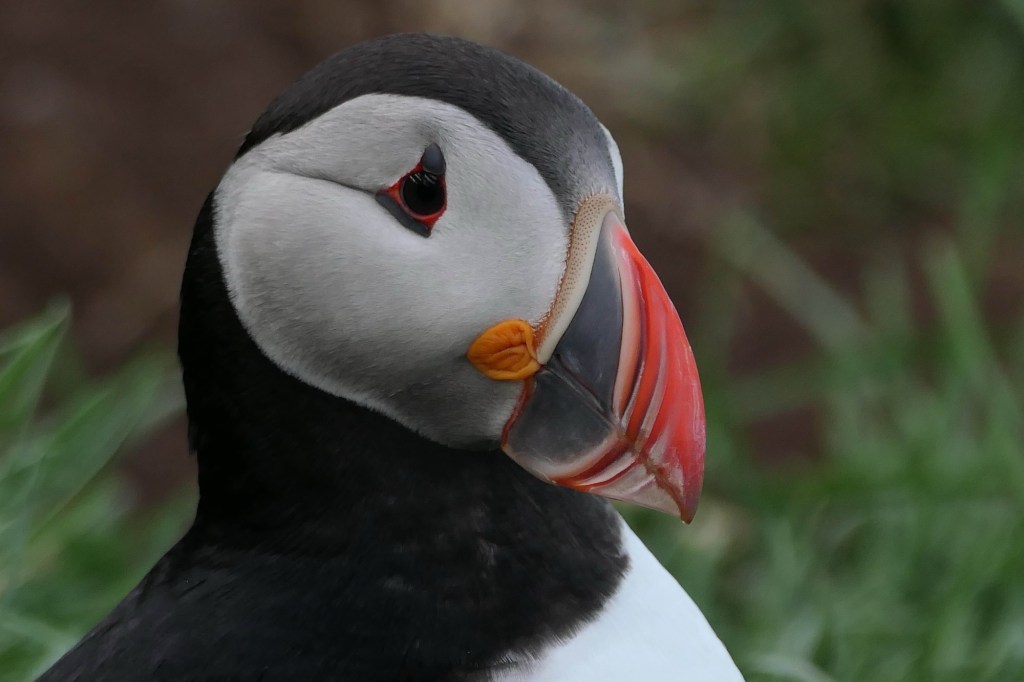 Puffins